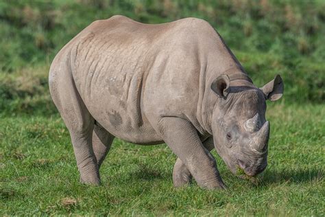 In the sense of callous. RHINOCEROS | meaning in the Cambridge English Dictionary