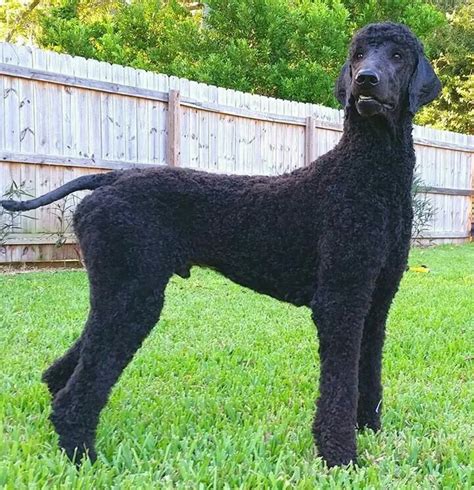 We did not find results for: 52 best Manly Standard Poodle Cuts images on Pinterest ...