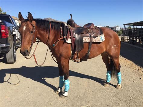 It should not be uncomfortable for the horse, and yet the saddle shouldn't rotate. Fit, Function and Fun of the Western Saddle Pad | SLO ...