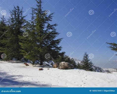 Arz Al Barouk Lebanon Cedars Snow Season Stock Photo Image Of Green
