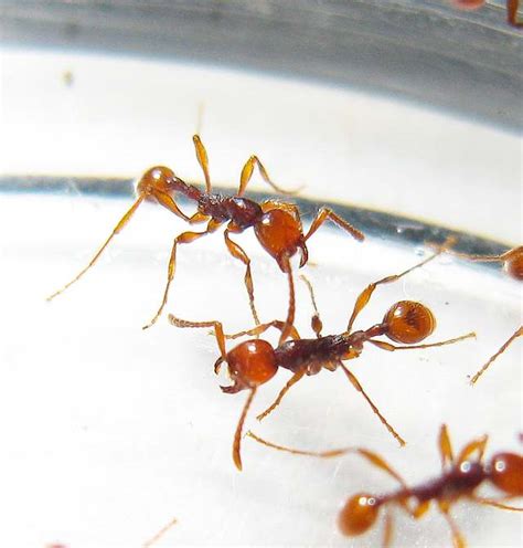 Photos And Info On Ants And Termites Of Malaysia Aenictus