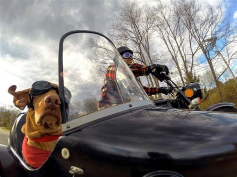 This Video Of Dogs Riding In Motorcycle Side Cars Is The Cutest Thing