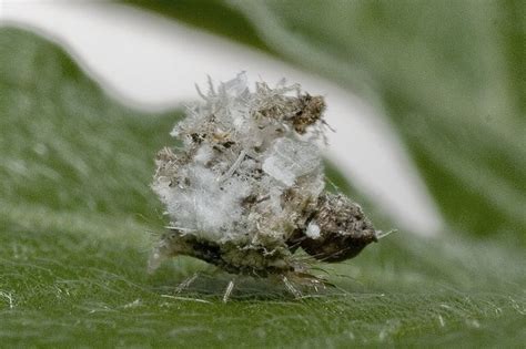 Green Lacewing Larvae Closer Lacewing Larvae Green