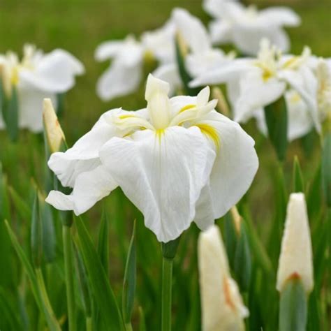 Iris Ensata Comtesse De Paris Vente Iris Du Japon Blanc