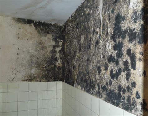 Schimmel wächst oft im verborgenen. Schwarzer Schimmel: Gefahren und Gegenmaßnahmen