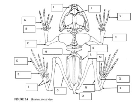 Frog Skeletal System Flashcards Quizlet