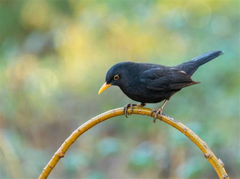 Do Blackbirds Migrate All You Need To Know Birdfact