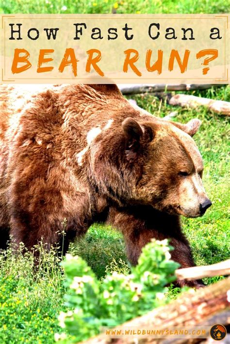 In this case, the male behaves aggressively and can kill cubs if they are still near the mother. Pin on Outdoor Tips