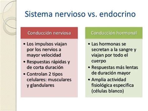Diferencias Entre El Sistema Endocrino Y El Sistema Nervioso Sooluciona