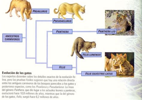 Evolucion De Los Felinos Timeline Timetoast Timelines
