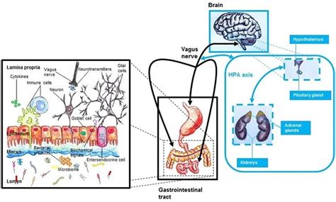Linking Mental Health And The Gut Microbiome Neuroscience News
