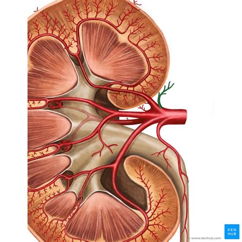 Kidneys Ureters And Suprarenal Glands Anatomy Location Kenhub