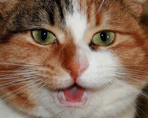 (of course still acknowledge when you come home, but try not making huge deal about it.) 9 Reasons Your Cat Keeps Meowing At You