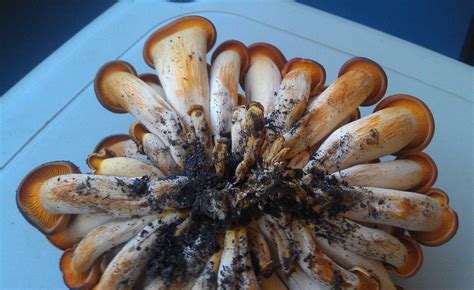 Mushroom Id In Southern Virginia Update Idd As Omphalotus Illudens