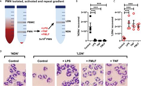 Frontiers High Purity Isolation Of Low Density Neutrophils Casts