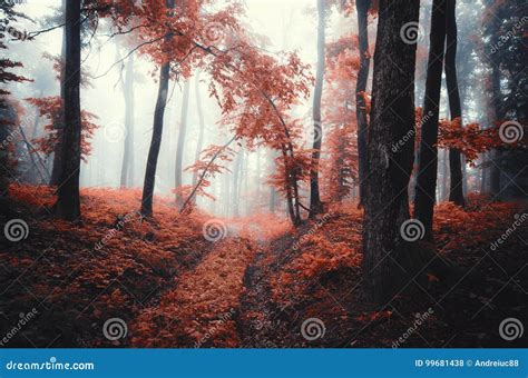 Red Autumn Forest Enchanted Forest Scene With Mysterious Fog Stock