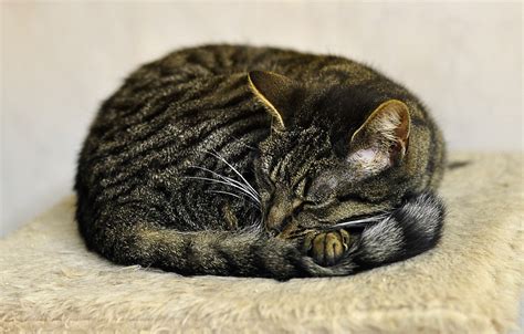 According to petmd, a cat's normal body temperature falls between 99.5° and 102.5° fahrenheit. How Do I Know If My Cat Is Cold?: How to Keep a Cat Warm ...