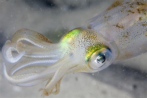 Humans And Squid Evolved Same Eyes Using Same Genes