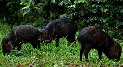 ANIMALS OF PERU: [MOST DANGEROUS & 25 GREATEST]