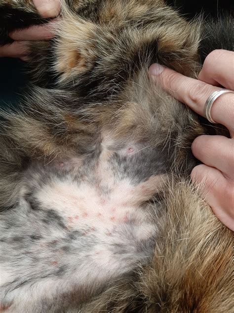 Itching Hair Loss And Tiny Scabs In Cats Miliary Dermatitis