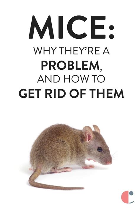 How to get rid of mice in ceiling. How to Get Rid of Mice | Getting rid of mice, How to get ...