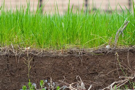 Raising The Ground Level And Planting A Fresh Lawn Stock Photo Image