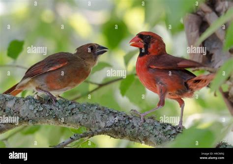 Male Cardinal With Young Bird Stock Photo Alamy