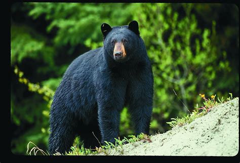 Black Bear Study Underway In Missouri Missouri Department Of Conservation