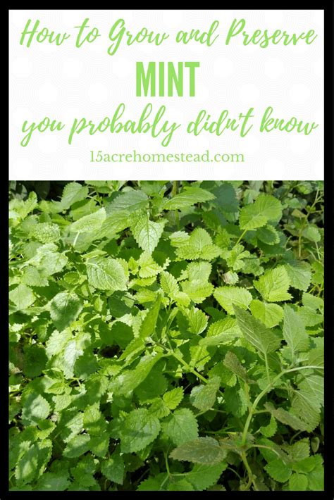 How To Grow Harvest And Use Mint 15 Acre Homestead