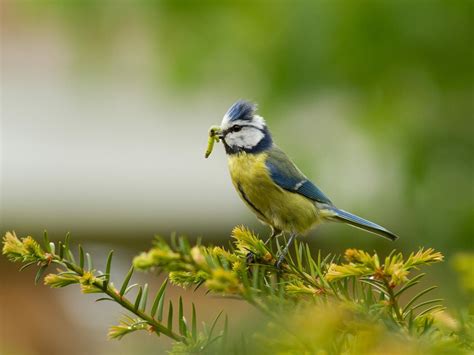 Blue Tit Bird Facts Cyanistes Caeruleus Bird Fact