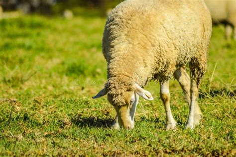 Cute Merino Sheep In A Farm Pasture Land In South Africa Stock Image