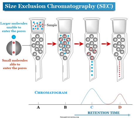 Size Exclusion Chromatography Column Principle Procedure