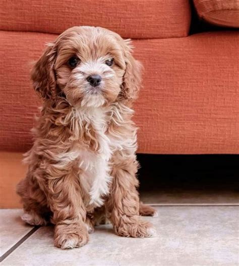Cavoodle Cavapoo Dog Breed Information And Temperament Platpets