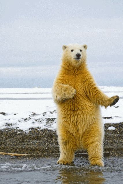 Aint No Party Like A Polar Bear Party Dance Polarbear Bear