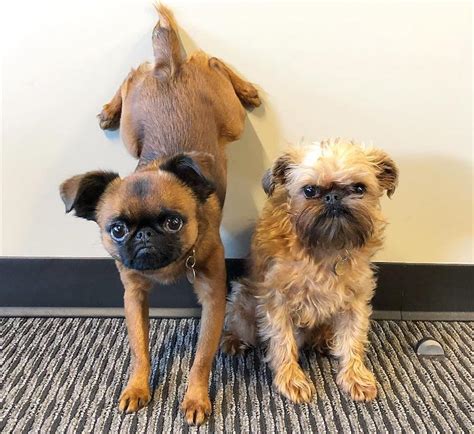 Maybe you would like to learn more about one of these? Brussels Griffon Breed Information Guide: Quirks, Pictures ...