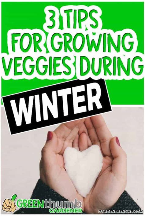 Winter Gardening 3 Tips To Grow Vegetables During The Winter Green