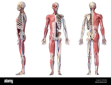Human Anatomy Full Body Skeletal High Resolution Stock Photography And