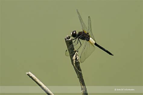 Free for commercial use no attribution required high quality images. Banded Skimmer - Singapore Geographic