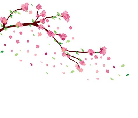 Cherry Blossom  By Ayshamostafiz On Deviantart