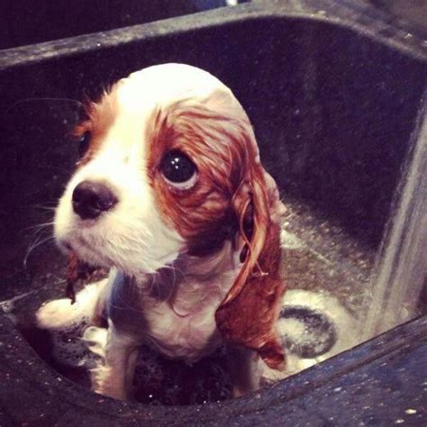 Cutest Sad Puppy Face Ever