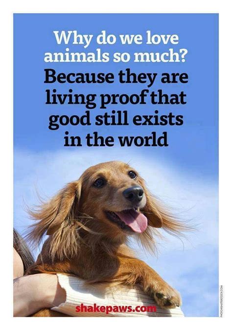 Top 12 Foods Your Dog Should NEVER Eat! | Animal love quotes, I love