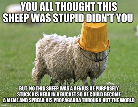 Stupid Sheep Memes Imgflip