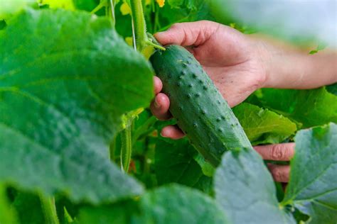 How To Harvest And Store Cucumbers Harvest To Table