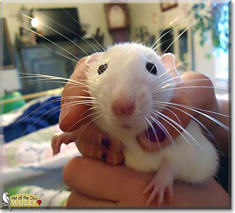 Dumbo rats are among the cutest rats that you will ever see. Marley - Dumbo Rat - October 23, 2017
