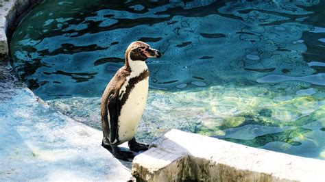 Fotos Gratis Pájaro Pico Animal Estanque Fauna Silvestre Zoo