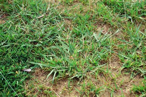 Identifying Common Texas Lawn Weeds HG Lawn Care Lighting