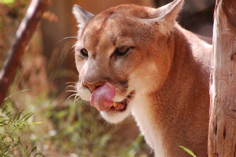 10 Things You Didnt Know About Cougars 15 Pics Twistedsifter