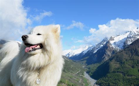 Samoyed Wallpapers Wallpaper Cave