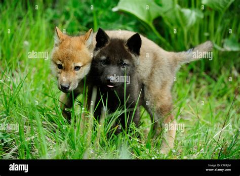 Gray Wolf Canis Lupus Baby Howling Captive Specimen Bozeman