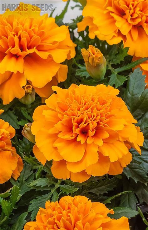 Check spelling or type a new query. What is the Meaning and History of Orange Roses ...